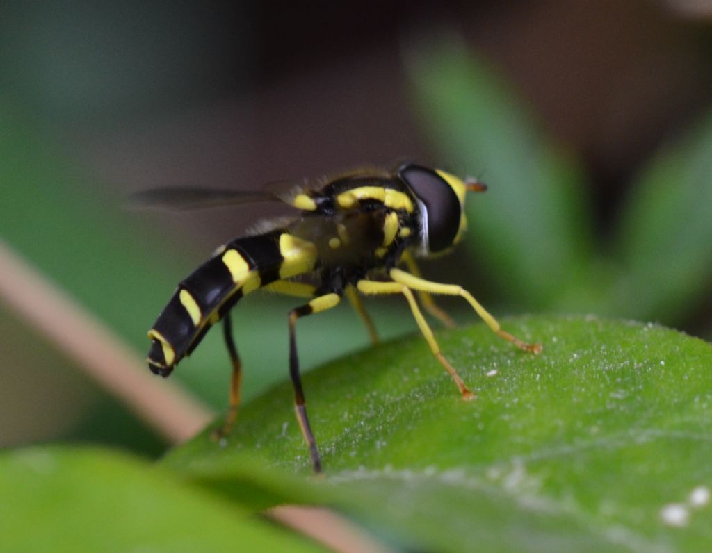 Sirfide da identificare